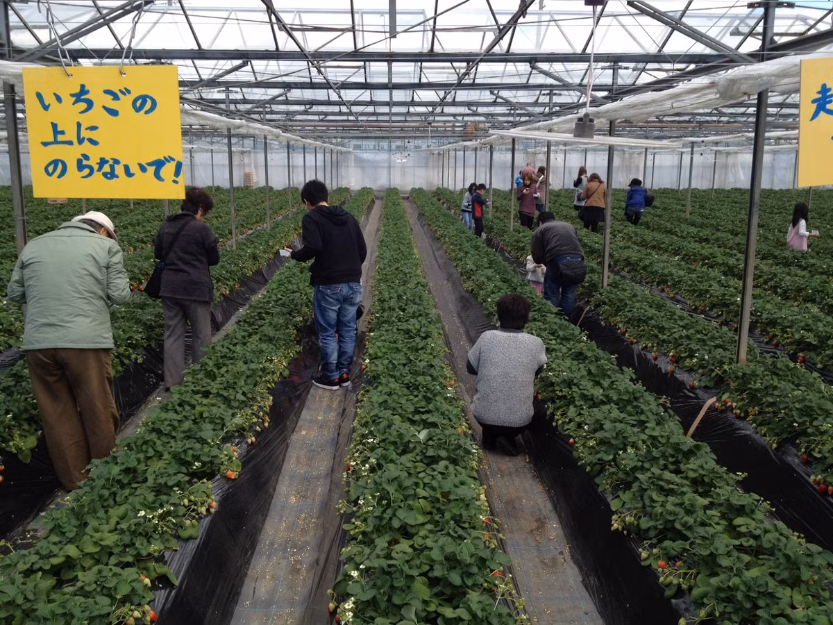 Do dâu được trồng trong nhà kính nên hầu như không có sâu bệnh. Ảnh: Marketing Japan.