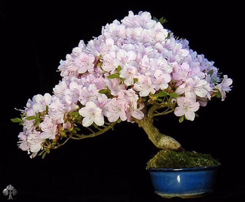 Chậu bonsai đỗ quyên để bàn được sử dụng trong trang trí bàn khách, bàn ăn, tủ trang trí…Ảnh: Toplist.