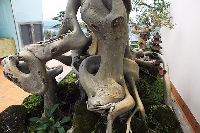 Ông Thọ mua cây để chơi chứ không có ý định bán vì theo ông, cây bồ đề này có lẽ rất hiếm, tìm khắp đất nước cũng không có cây thứ hai