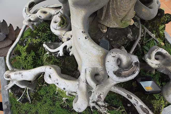 Bộ rễ tỏa ra xung quanh, tạo thành những mấu, vòng xoáy rất ảo diệu