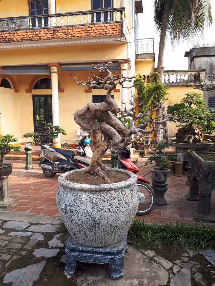 Thậm chí, những gốc ổi xù xì, không lá với đường cong lạ mắt cũng gây ấn tượng với người chơi cây cảnh.