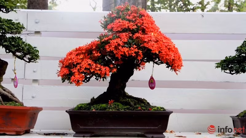 Bonsai mẫu đơn đỏ rực hoa. Ảnh: Infonet.