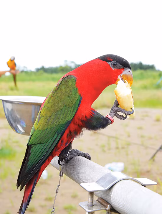 Những chú vẹt cũng có một chế độ ăn đặc biệt. Ảnh: Thesaigontimes.