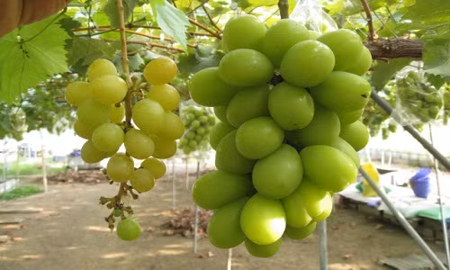 Nho mẫu đơn xanh được chia thành 3 loại, tùy vào tháng mà có loại có trước hay sau theo mùa. Ảnh: Fc2.
