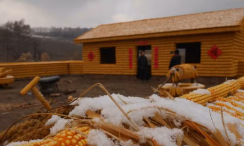 Chua tung thay: Dung 20.000 bap ngo xay ca trang trai o TQ