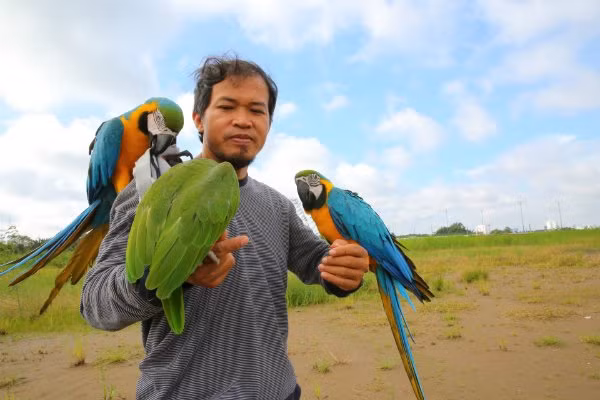 Các đại gia chơi vẹt còn kỳ công đưa vẹt đi tắm nắng. Ảnh: Thesaigontimes.