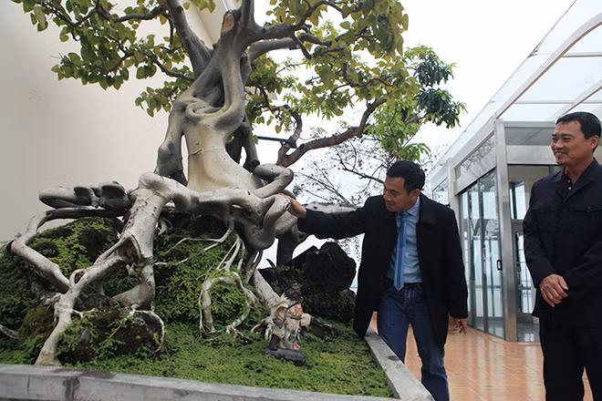 Hình ảnh về cây bồ đề cổ thụ mới được vận chuyển từ Bình Định ra Hà Nội không chỉ khiến giới chơi cây Hà thành săn lùng và nhiều vị khách hiếu kỳ muốn tìm đến tận nơi mục sở thị.