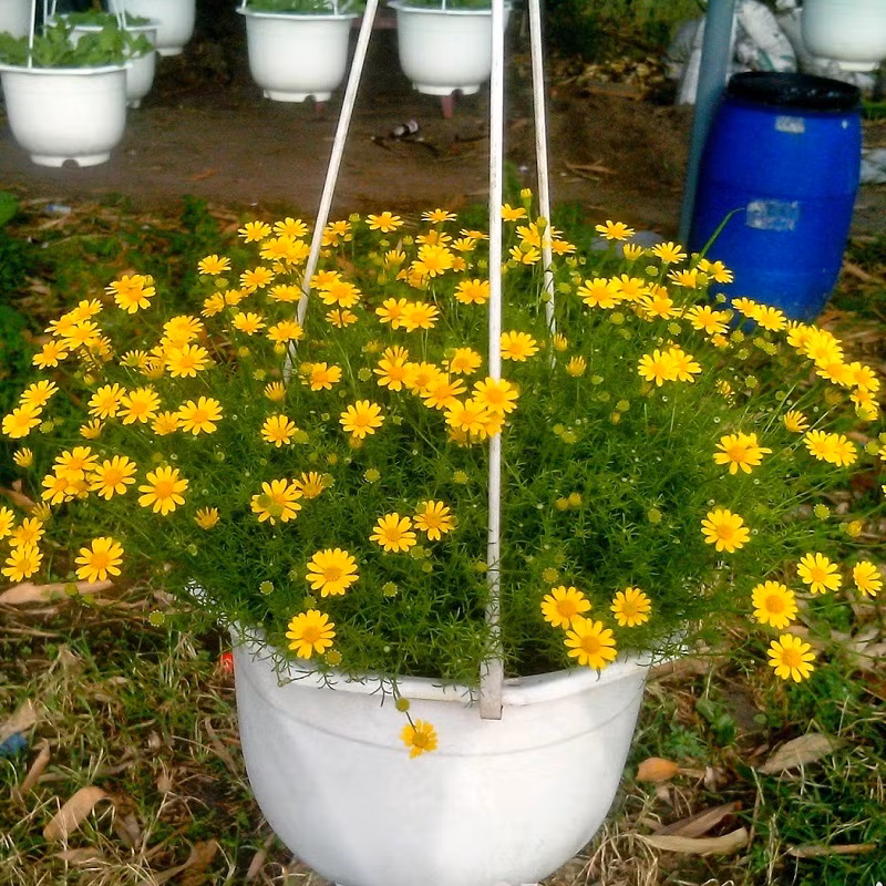 Đất này vừa tạo độ ẩm cần thiết để ươm mầm vừa thoáng khí để thoát nước hay chất thải. Ảnh: Caycanhgiaphat.