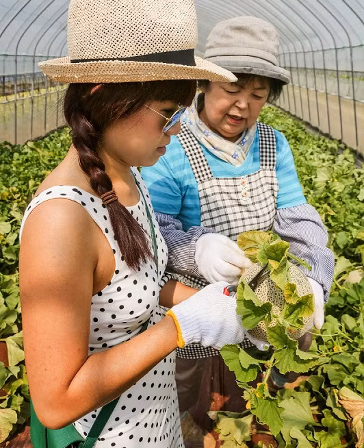 Dưa Yubari được kiểm soát chất lượng một cách khắt khe và trải qua vô số yêu cầu nghiêm ngặt từ lúc chọn giống, gieo trồng, chăm sóc cho đến khi thu hoạch. Ảnh: Blogspot.