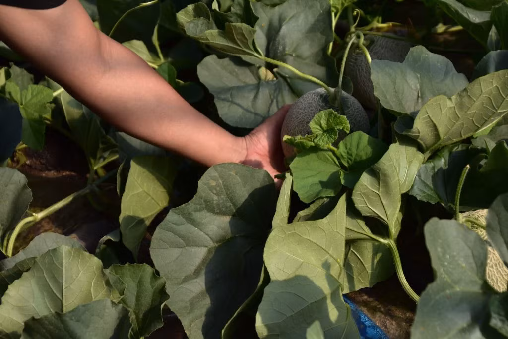 Sở dĩ dưa lưới Yubari có vị ngon đặc biệt vì nó được trồng trên loại đất hình thành từ tro bụi núi lửa, chứa nhiều khoáng chất. Ảnh: Yubari-news.