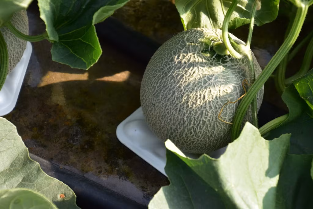 Những quả dưa hình tròn được chăm sóc một cách đặt biệt. Ảnh: Yubari-news.