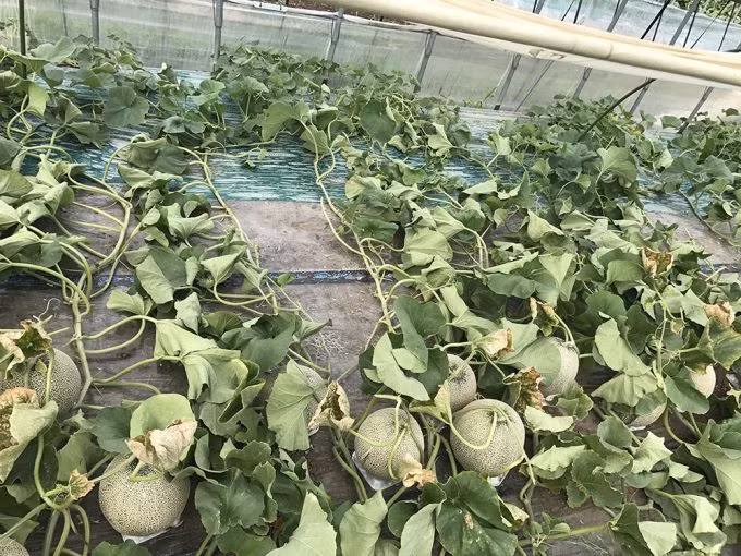 Người trồng không được phép bán trực tiếp cho khách hàng mà phải thông qua hợp tác xã. Điều này vừa đảm bảo chất lượng dưa, tránh hàng giả. Ảnh: Tabirai.