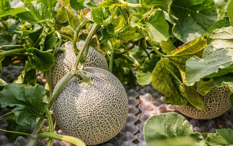 Hàng năm, người ta đều tổ chức bán đấu giá dưa lưới Yubari ở Hokkaido. Mức đấu giá kỷ lục tính đến thời điểm hiện nay là 3.000.000 JPY/quả (khoảng hơn 600 triệu đồng). Ảnh: Blogspot.