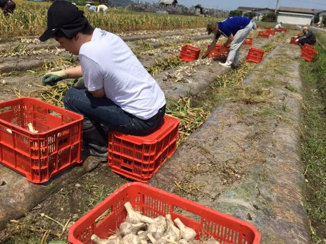 Người dân cắt lấy phần củ rồi xếp vào từng thùng. Ảnh: Nemukobo.