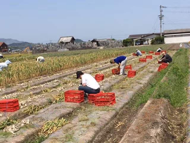 Mùa thu hoạch tỏi nhộn nhịp. Ảnh: Nemukobo.