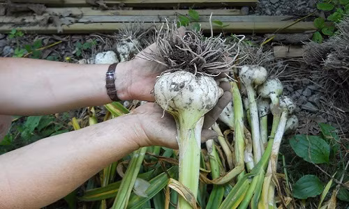 Ở Nhật Bản, loại tỏi này có năng suất từ 4,5 - 5 tấn/ha. Ảnh: Pinterest.