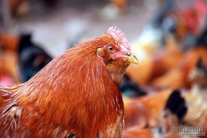 Con gà nào không có râu hoặc mũ thì phần mào phát triển hơn gà bình thường, mào đỏ chói, rất to, mọc chen lấn từ đầu mỏ cho tới hết phần đầu. (Ảnh: Vietnamnet)