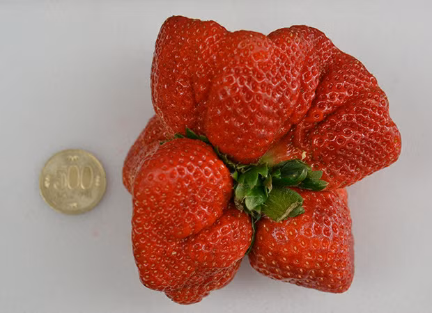 Tính trung bình mỗi quả dâu tây Nhật có giá 200.000 - 250.000 đồng tùy theo trọng lượng lớn nhỏ. Ảnh: Laughingsquid.