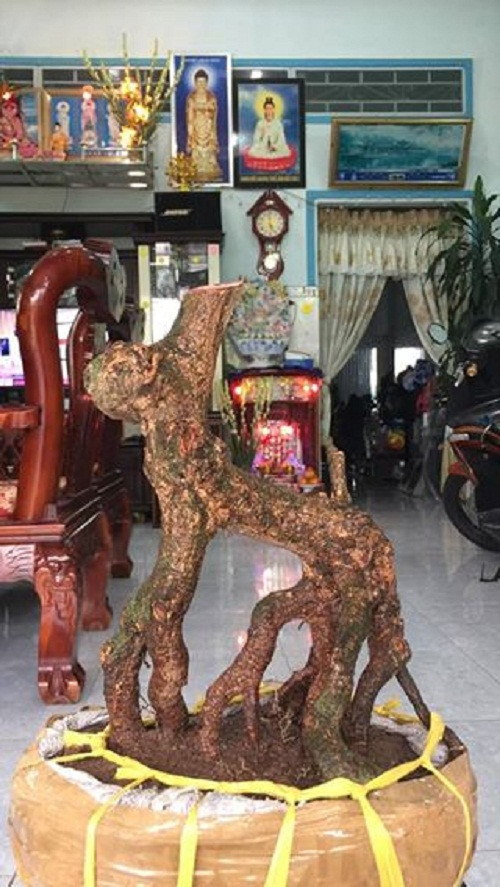 Mai vàng quái thú rất lạ.