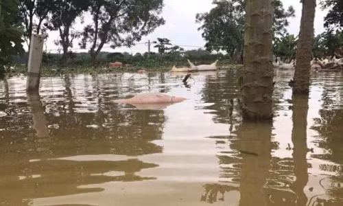 Gan 6.000 con lon chet duoi dang duoc keo len bo de tieu huy