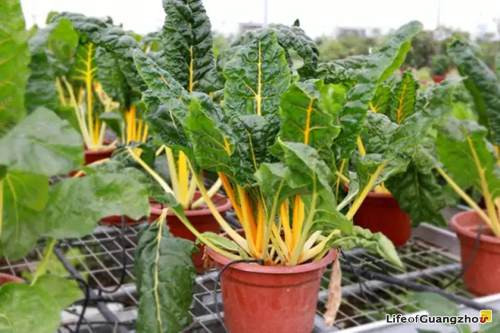 Sở hữu ngoại hình bắt mắt, cải cầu vồng trở thành chậu bonsai rực rỡ.