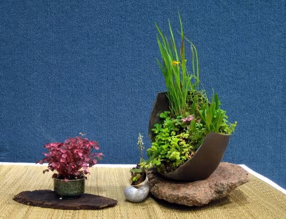 Các loại rau gia vị đều được tạo hình thành bonsai bắt mắt. Nguồn ảnh: Lifeofguangzhou.