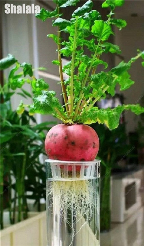 Màu sắc đỏ thẫm, hình dáng tròn đầy tượng trưng cho sự may mắn khiến củ cải đỏ được nhiều người chọn để trang trí ngày Tết.