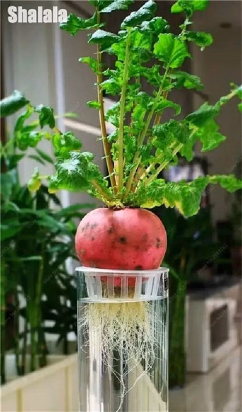 Màu sắc đỏ thẫm, hình dáng tròn đầy tượng trưng cho sự may mắn khiến củ cải đỏ được nhiều người chọn để trang trí ngày Tết.