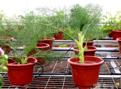 Chẳng ai nghĩ loại rau gia vị không thể thiếu trong các món canh cá ở Việt Nam cũng có thể trở thành chậu cảnh đẹp mắt đến thế.