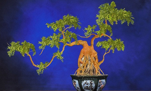 Bonsai cà rốt với tạo hình uốn lượn độc đáo.