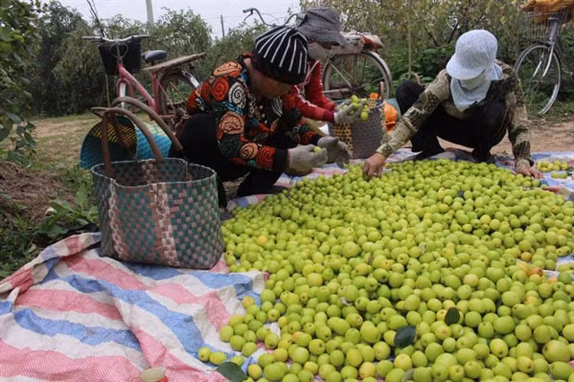 Hơn chục năm trở lại đây, táo Bàng La trở thành một thứ sản vật ngon lành được nhiều người biết đến. Cây táo cũng mang lại thu nhập ổn định cho bà con phường Bàng La (quận Đồ Sơn, Hải Phòng). Ảnh: Hoinongdan.