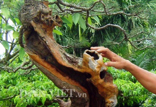 Đây là một trong các kiệt tác mà ông Ngọ rất tâm đắc, nó chất chứa trong đó tình yêu cây và tình yêu đất nước.