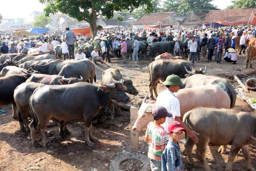 Chợ Ú, thuộc xã Đại Sơn, huyện Đô Lương (Nghệ An) còn được gọi với cái tên dân dã là chợ trâu bò. Chợ chuyên cung cấp trâu bò cho chợ trâu bò Nam Nghĩa (Nam Đàn) và lò mổ Nghi Phú (Nghi Lộc). Ảnh: TTXVN.