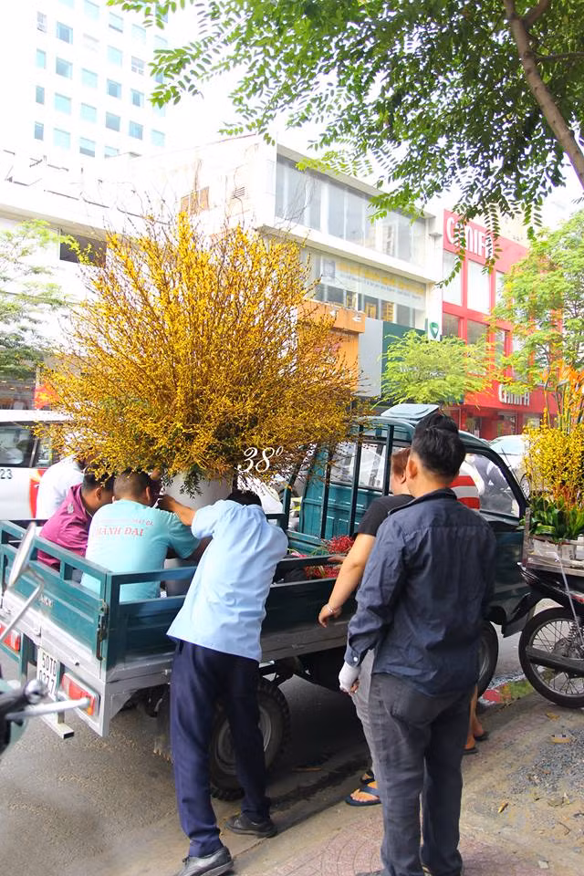 Để phục vụ Tết Dương lịch, khi đào và hoa mai vẫn chưa bung nở thì nhiều cửa hàng hoa nhập khẩu đã cung cấp cho khách hàng những bó hoa mai Mỹ đẹp mắt. Ảnh: 38 Degree Flowers.