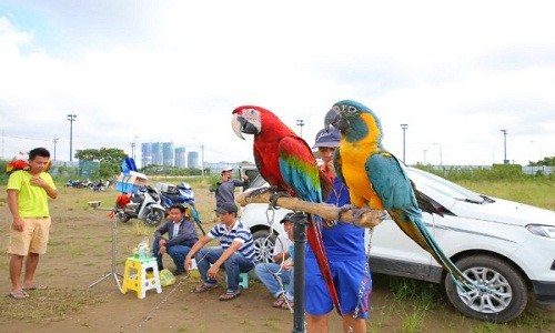 Người nuôi còn thường xuyên chơi, gần gũi với vẹt để chúng không chúng không sinh bệnh tự kỷ - tự nhổ hết lông. Ảnh: Dân Việt.