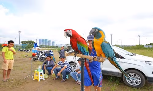 Người nuôi còn thường xuyên chơi, gần gũi với vẹt để chúng không chúng không sinh bệnh tự kỷ - tự nhổ hết lông. Ảnh: Dân Việt.