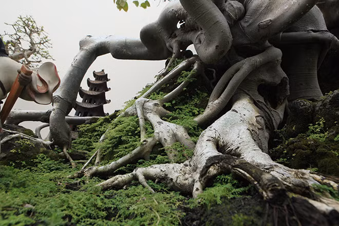 Nhưng quả thực nếu không có người hoặc vật đứng bên cạnh làm đối chứng thì nhiều người còn nghĩ tác phẩm bồ đề này phải cao vài chục mét và phải vài trăm năm tuổi. Như vậy thì nó đã được con người có ý thức thu nhỏ lại, đưa từ ngoài tự nhiên vào chậu với kích thước chỉ bằng một phần nhỏ so với tự nhiên".