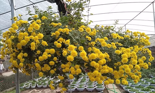 Cúc rủ thích hợp trồng chậu treo, hoa ban công, chậu có thành cao để hoa rủ xuống, tạo thành điểm nhấn rất đáng yêu. Ảnh: Caycanhthanglong.