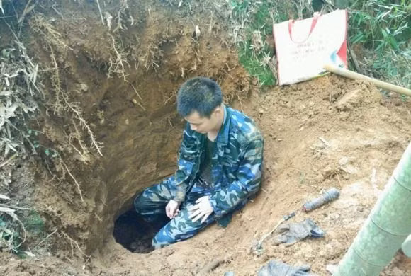 Sâm Ô Linh thường mọc trong tổ kiến trắng bỏ hoang, ở vịtrí rất sâu dưới lòng đất. Người ta phải đào đất sâu khoảng 2 mét mới có thể tìm ra chúng.