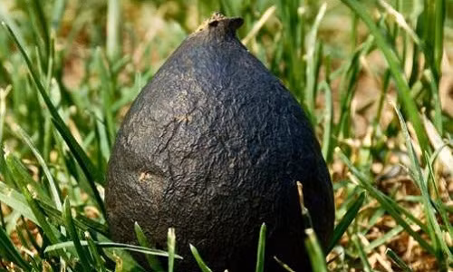 Dao o kien de tim giong nam quy hiem, gia 68 trieu/kg