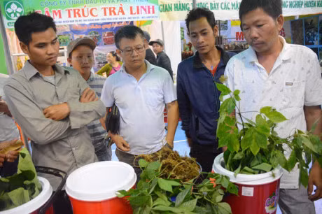 Tại phiên chợ, có hơn 50 gian hàng tham gia, trong đó có 20 gian hàng giới thiệu cây sâm và các sản phẩm được chế biến từ sâm như rượu sâm, trà sâm, kẹo sâm...Ảnh: Nông nghiệp.