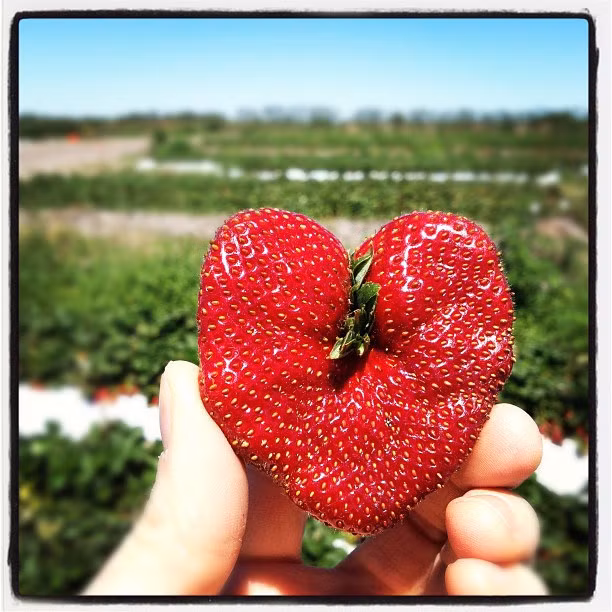 Vỏ dâu tây màu đỏ căng mọng, ăn thơm ngon, vị ngọt, to gần bằng bàn tay người lớn. Ảnh: Flickr.