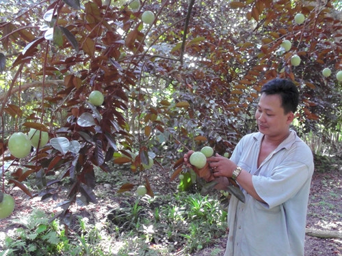 Toàn bộ diện tích gieo trồng vú sữa Lò Rèn ở Tiền Giang phổ biến ở các xã Vĩnh Kim, Kim Sơn, Bàn Long, Phú Phong, Song Thuận. Ảnh: Tuyengiaotiengiang.
