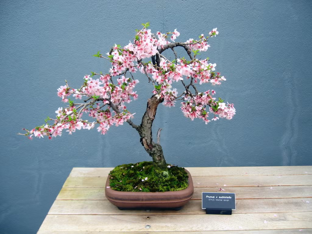 Đào bonsai với tạo hình bắt mắt. Ảnh: Vườn đào Mạnh Hùng.