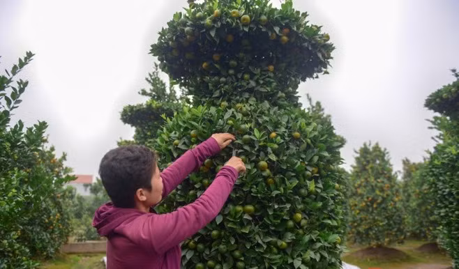 Thân cây quất trĩu trịt quả, trông thích mắt. Ảnh: Tổ quốc.