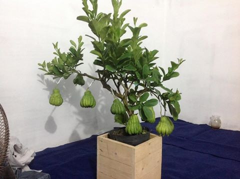 Vài năm trở lại đây, phật thủ trở thành một trong những quả được người dân trang trọng đặt lên mâm ngũ quả thờ cúng tổ tiên vào ngày tết. Phật thủ cũng được các nhà vườn tạo hình thành bonsai đẹp mắt. Ảnh: Phatthutet.