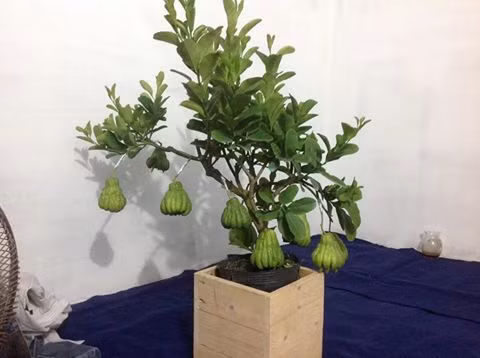 Vài năm trở lại đây, phật thủ trở thành một trong những quả được người dân trang trọng đặt lên mâm ngũ quả thờ cúng tổ tiên vào ngày tết. Phật thủ cũng được các nhà vườn tạo hình thành bonsai đẹp mắt. Ảnh: Phatthutet.