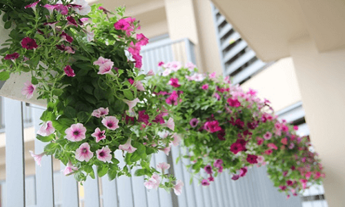 Dạ yến thảo được coi là nữ hoàng hoa ban công bởi màu sắc đa dạng, rực rỡ, hoa nở xum xuê. Ảnh: Shophatgiong.