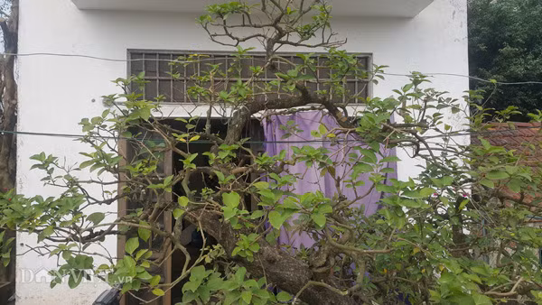 Theo anh Tuyền, điều đặc biệt là khi chạm tay vào các lá cây vọng cách thì nó sẽ tỏa ra một mùi thơm rất dễ chịu và cuốn hút người chơi.