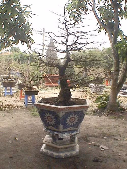 Cây mai "Thanh Long Nhất Trụ" dáng trực, tuổi đời 50 năm được một nữ doanh nhân mua hồi Tết 2008 với giá 2,5 tỷ đồng. Ảnh: Vietnamnet.